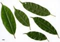 SpeciesSub: var. salweenense